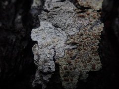 Pertusaria sporellula