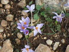 Crocus biflorus