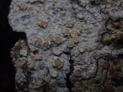 Pertusaria sporellula