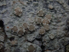 Pertusaria sporellula
