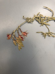 Oenothera suffrutescens