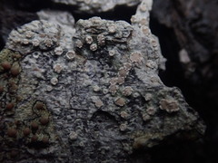 Pertusaria sporellula