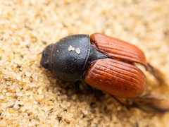 Coprimorphus scrutator