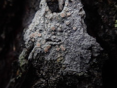 Pertusaria sporellula