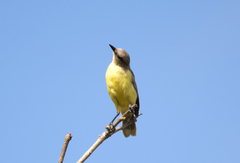 Machetornis rixosa
