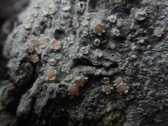 Pertusaria sporellula