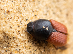 Coprimorphus scrutator