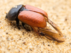 Coprimorphus scrutator