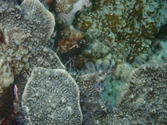 Nemalecium lighti