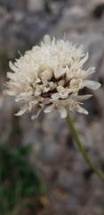 Cephalaria leucantha