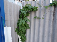 Humulus lupulus