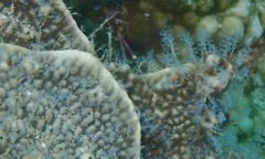 Nemalecium lighti