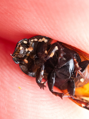 Coprimorphus scrutator