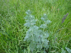 Artemisia absinthium
