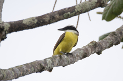 Pitangus sulphuratus