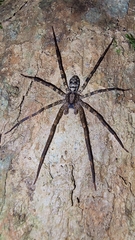 Acanthoctenus