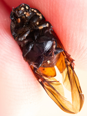 Coprimorphus scrutator