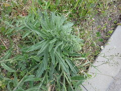 Echium vulgare