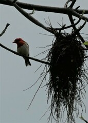 Anaplectes rubriceps