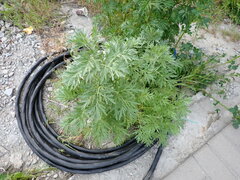 Artemisia absinthium