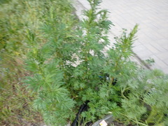 Artemisia vulgaris