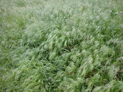 Bromus tectorum