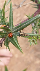 Hippodamia variegata
