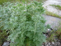 Artemisia absinthium