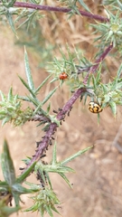 Hippodamia variegata