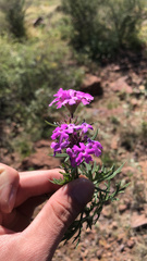 Glandularia wrightii