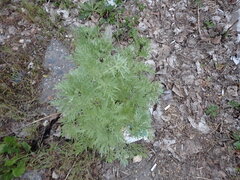 Artemisia absinthium