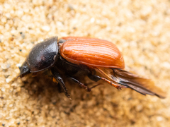 Coprimorphus scrutator