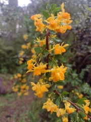 Berberis montana