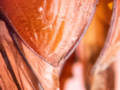 Coprimorphus scrutator