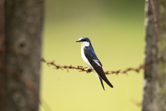 Tachycineta albiventer
