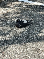 Columba livia domestica