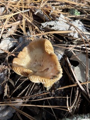 Hygrophorus hypothejus