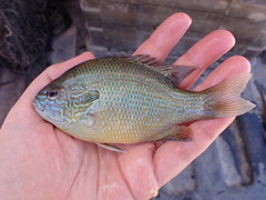 Lepomis aquilensis
