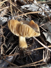 Hygrophorus hypothejus