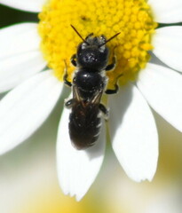 Osmiini