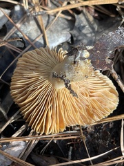 Hygrophorus hypothejus