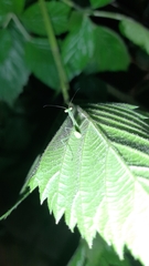Miomantis caffra