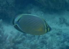 Chaetodon lunulatus