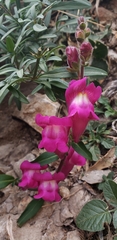 Antirrhinum