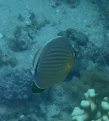 Chaetodon lunulatus