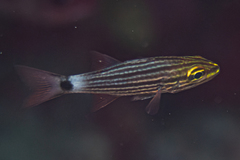 Cheilodipterus macrodon