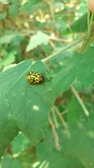 Calligrapha polyspila