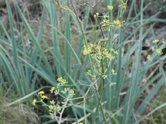 Foeniculum vulgare