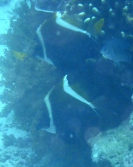 Heniochus varius