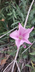 Convolvulus cantabrica